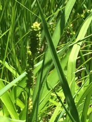 Carex shortiana