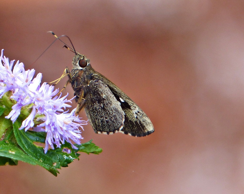 Orius Skipper