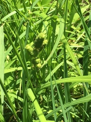 Carex shortiana