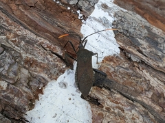 Acanthocephala terminalis