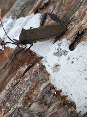 Acanthocephala terminalis