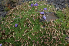 Campanula petrophila