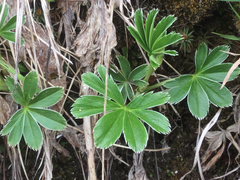 Alchemilla conjuncta