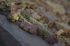 Pseudovesicaria digitata