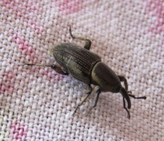 Cosmopolites sordidus