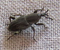 Cosmopolites sordidus