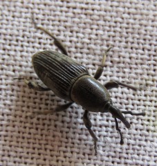 Cosmopolites sordidus