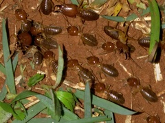 Syntermes molestus