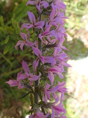 Liatris elegans elegans
