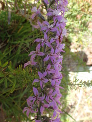 Liatris elegans elegans