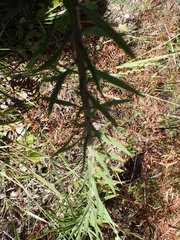 Liatris elegans elegans