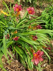 Hemerocallis