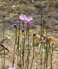 Utricularia resupinata