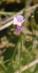 Utricularia resupinata