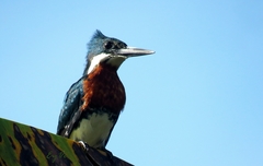 Chloroceryle amazona