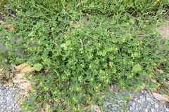 Medicago lupulina