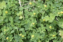 Medicago lupulina