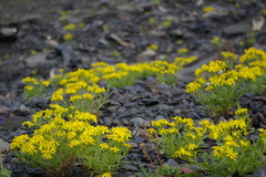 Senecio leucanthemifolius caucasicus