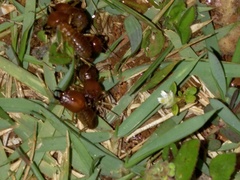 Syntermes molestus