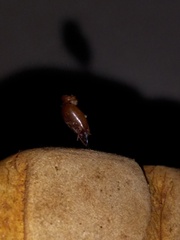 Syntermes molestus