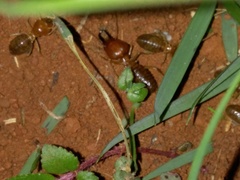 Syntermes molestus
