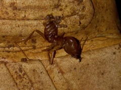 Syntermes molestus
