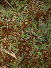 Syntermes molestus