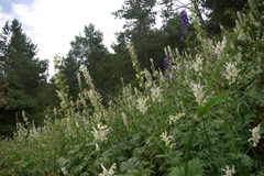 Aconitum orientale