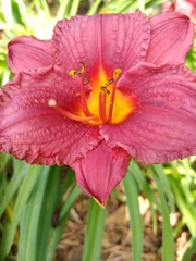 Hemerocallis