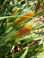Hemerocallis