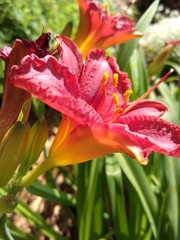 Hemerocallis