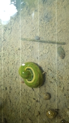 Whitmania edentula