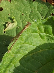 Coenagrionidae