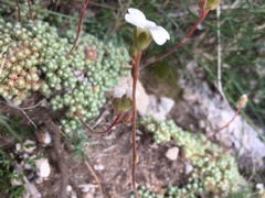 Saxifraga erioblasta