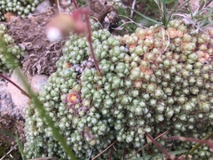 Saxifraga erioblasta