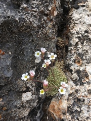 Saxifraga erioblasta