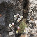 Saxifraga erioblasta - Photo (c) Rebecca Stubbs, some rights reserved (CC BY-NC), uploaded by Rebecca Stubbs