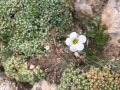 Saxifraga erioblasta