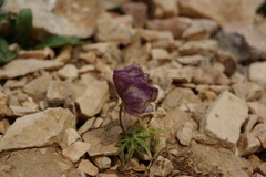 Aconitum anthora