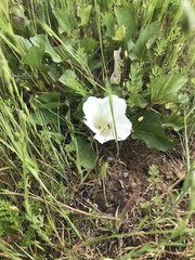 Calystegia atriplicifolia
