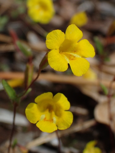 candelabrum monkeyflower (Mimulus pulsiferae)