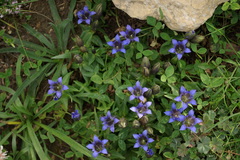 Gentiana septemfida