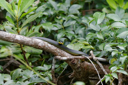Common Tree Snake sighting