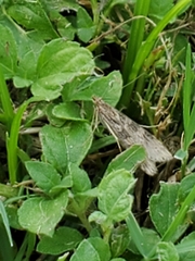 Nomophila nearctica