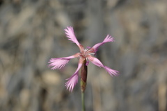 Dianthus orientalis