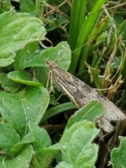Nomophila nearctica