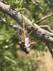 Diceroprocta cinctifera