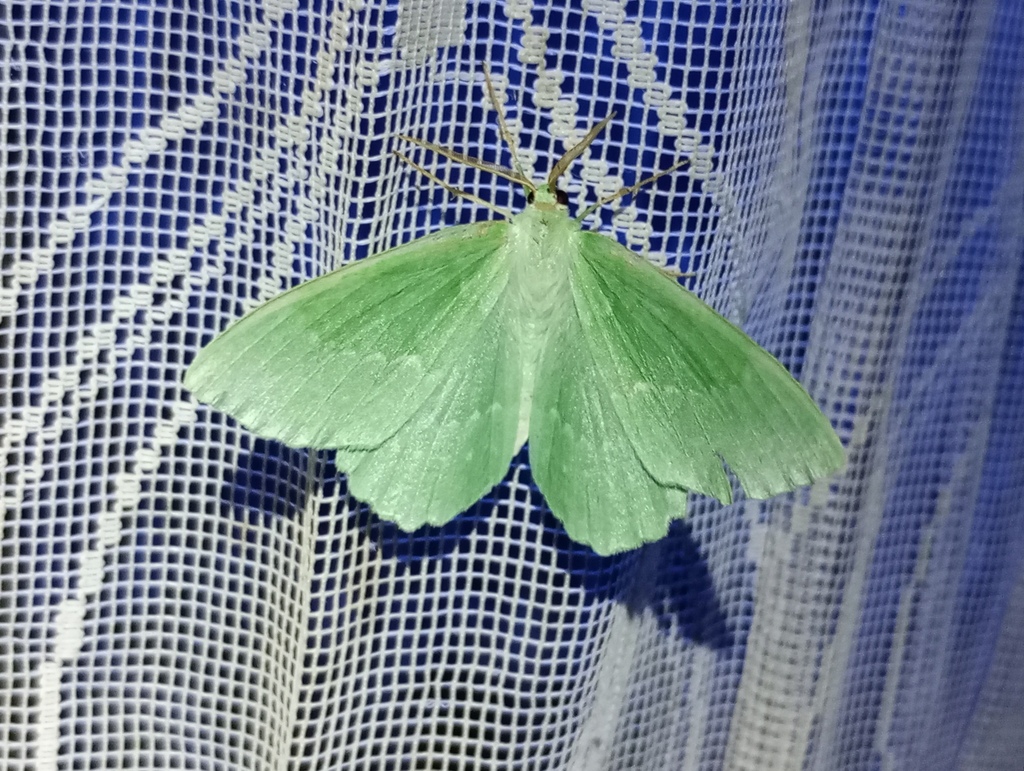 Geometra papilionaria papilionaria