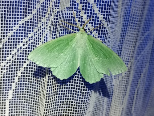 Large Emerald