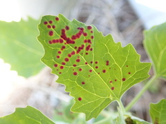 Norvellina chenopodii